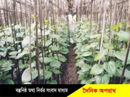 মুন্সীগঞ্জে কালের পরিবর্তে হারিয়ে যাচ্ছে পান বরজ শিল্প, খরচ বাড়াতে হিমশিম খাচ্ছেন কৃষকরা।