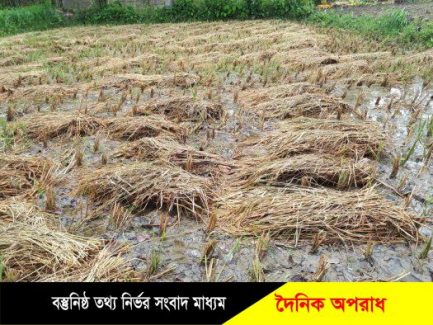 কুষ্টিয়ার কৃষকের স্বপ্নের ধান এখন পানির নিচে