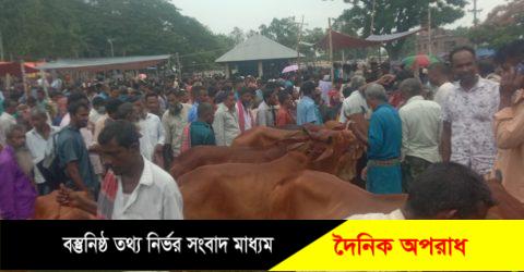 নওগাঁ জেলায় ২০ হাজার ৪শ ২টি খামারে ৪ লাখ ৩৩ হাজার ৭৩টি কুরবানীর পশু পালিত হয়েছে