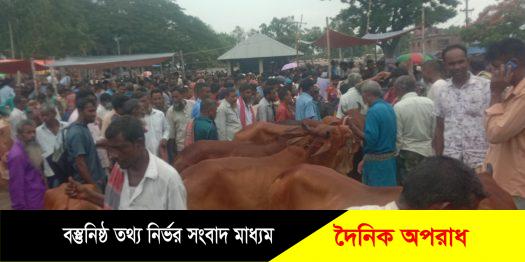 নওগাঁ জেলায় ২০ হাজার ৪শ ২টি খামারে ৪ লাখ ৩৩ হাজার ৭৩টি কুরবানীর পশু পালিত হয়েছে