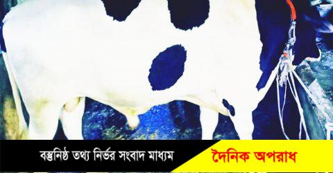 মুন্সীগঞ্জের সিরাজদিখানে নবাব সহ পদ্মা মেঘনা যমুনা পাওয়া যাবে মারুফ ডেইরীতে