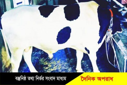 মুন্সীগঞ্জের সিরাজদিখানে নবাব সহ পদ্মা মেঘনা যমুনা পাওয়া যাবে মারুফ ডেইরীতে