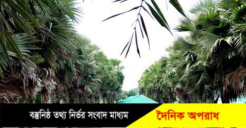 নন্দীগ্রামে আশ্রয়ণের ঘরের শোভা বাড়াচ্ছে সারি সারি তালগাছ