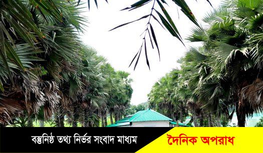 নন্দীগ্রামে আশ্রয়ণের ঘরের শোভা বাড়াচ্ছে সারি সারি তালগাছ