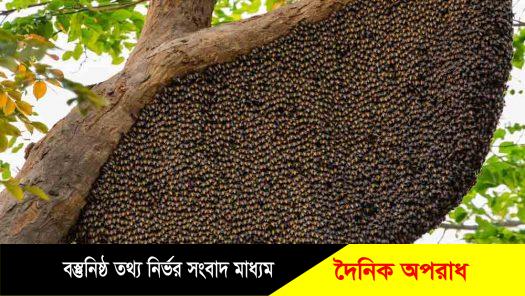 নওগাঁয় মৌমাছির কামড়ে ১ জন নিহত, আহত ২