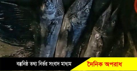 বঙ্গোপসাগরে জেলে গুড়া মাঝির জালে ধরা পড়লো ৫ মন ওজনের ৩ টি সেইল ফিস ॥