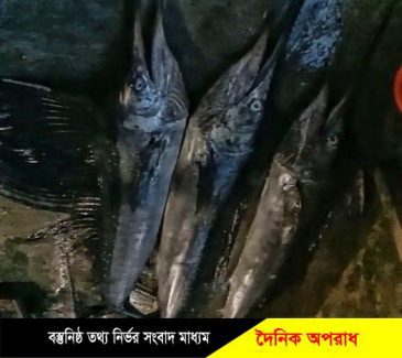 বঙ্গোপসাগরে জেলে গুড়া মাঝির জালে ধরা পড়লো ৫ মন ওজনের ৩ টি সেইল ফিস ॥