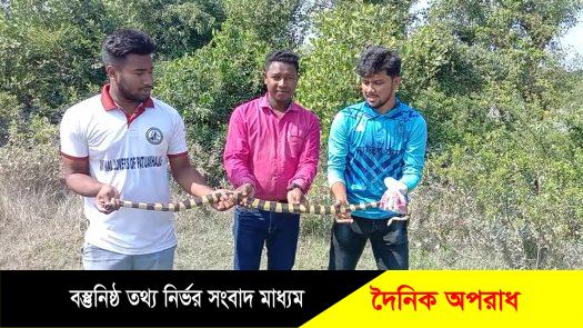 কলাপাড়ায় ৭ ফুট দৈর্ঘ্যরে বিষধর শঙ্খিনী সাপ অবমুক্ত করলো এনিমেল লাভারস ॥