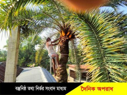 রূপগঞ্জে খেজুরের রস সংগ্রহে গাছ পরিচর্যায় ব্যস্ত গাছিরা 