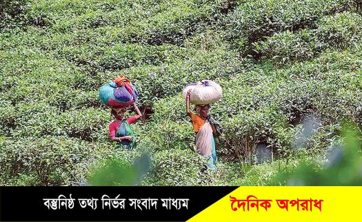 সিলেট জুড়ে বৃষ্টিতে স্বস্তি ফিরে পেয়েছে চা বাগান গুলোতে