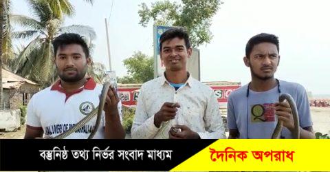 কুয়াকাটায় ঝাউবনের গভীর জঙ্গলে ৫টি পদ্ম গোখরা অবমুক্ত করেছে এনিমেল লাভারস ॥