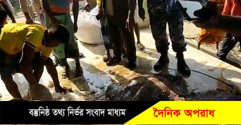 মহিপুরে ৫মন ওজনের ৭টি শাপলা পাতা মাছ জব্দ করেছে কোস্টগার্ড ॥