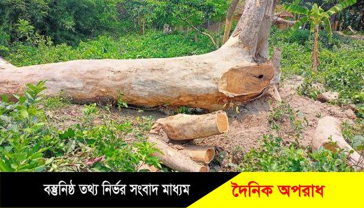 যশোরের শংকরপুর ইউপি চেয়ারম্যানের নির্দেশে সরকারি গাছ বিক্রির অভিযোগ