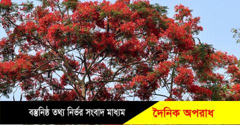 কৃষ্ণচূড়া-সোনালুর রঙে নতুন রূপে সেজেছে নন্দীগ্রামের প্রকৃতি