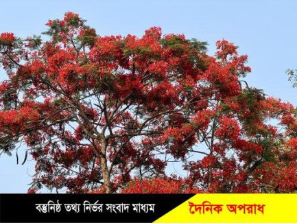 কৃষ্ণচূড়া-সোনালুর রঙে নতুন রূপে সেজেছে নন্দীগ্রামের প্রকৃতি