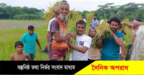 ধান কেটে দিলেন স্বেচ্ছসেবক লীগ, ছাত্রলীগসহ সংগঠনের নেতাকর্মীরা