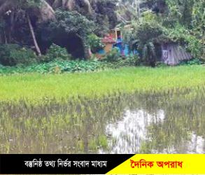 সিলেটে টানা বর্ষণে তলিয়ে গেছে আমন ধান ক্ষেত