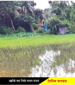 সিলেটে টানা বর্ষণে তলিয়ে গেছে আমন ধান ক্ষেত