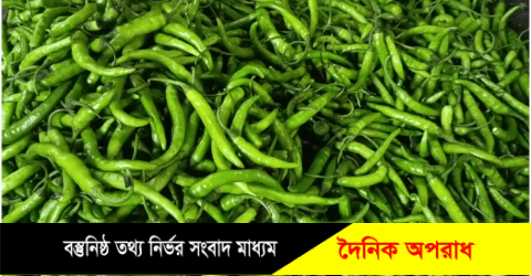 হিলিতে কাঁচা মরিচ কেজিতে দাম কমলো ৫০ থেকে ৬০ টাকা