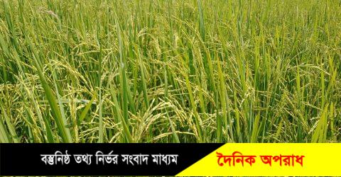 ঘূর্ণি ঝড় মিধিলির প্রভাবে শায়েস্তাগঞ্জে কৃষকের স্বপনে বৃষ্টির হানা, ফসলের ব্যাপক ক্ষতি