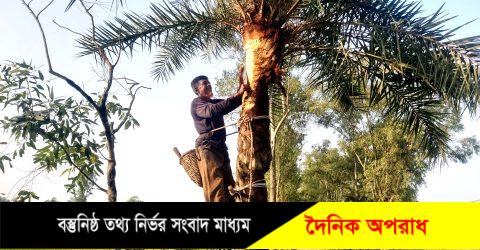 নন্দীগ্রামে খেজুরগাছ ঝরার কাজ চলছে, ব্যস্ত গাছিয়ারা