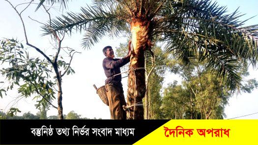 নন্দীগ্রামে খেজুরগাছ ঝরার কাজ চলছে, ব্যস্ত গাছিয়ারা