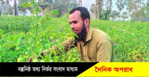 নন্দীগ্রামে ভাগ্য বদলের স্বপ্ন দেখছে টমেটো চাষিরা