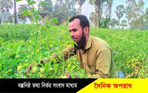 নন্দীগ্রামে ভাগ্য বদলের স্বপ্ন দেখছে টমেটো চাষিরা