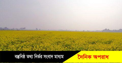 নন্দীগ্রামে হলুদ সরিষা ফুলে ছেয়ে গেছে মাঠ