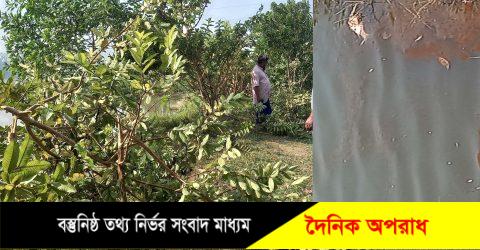 মাধবপুরে রাতের আঁধারে পুকুরে মাছ ও ২ শতাধিক ফলজ গাছ কেটে ফেলল দুর্বৃত্তরা