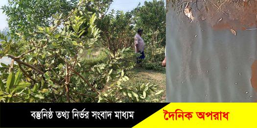 মাধবপুরে রাতের আঁধারে পুকুরে মাছ ও ২ শতাধিক ফলজ গাছ কেটে ফেলল দুর্বৃত্তরা