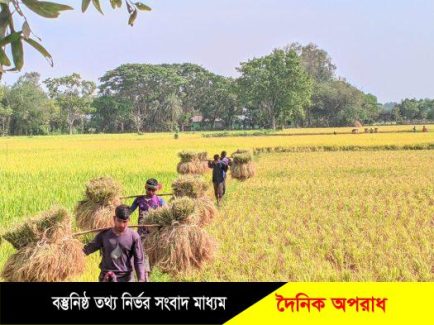 নন্দীগ্রামে পুরোদমে চলছে বোরো ধান কাটা-মাড়াই