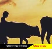 নন্দীগ্রামে এক রাতে চারটি গরু চুরি