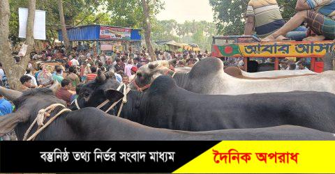 কুষ্টিয়ায় কোরবানীর ঈদকে সামনে রেখে ২ লক্ষাধিক পশু প্রস্তুত