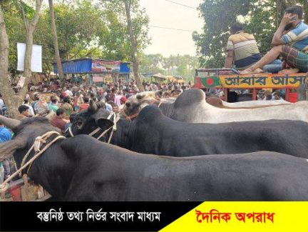 কুষ্টিয়ায় কোরবানীর ঈদকে সামনে রেখে ২ লক্ষাধিক পশু প্রস্তুত